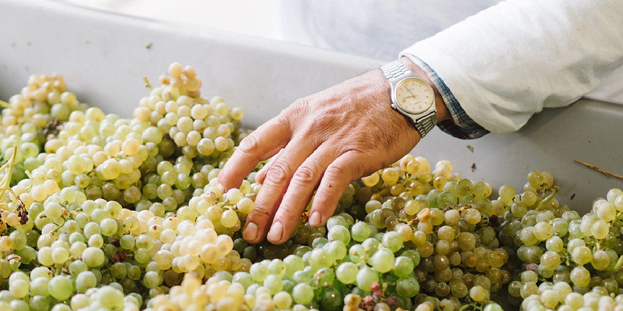 carousel/about/about-picking grapes-hand.jpg